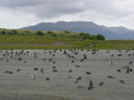 Magellanic penguins